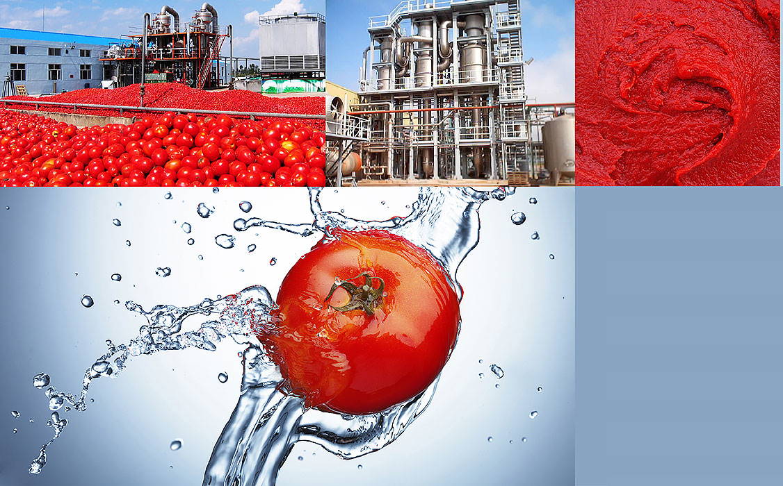 عکس تبلیغاتی درباره خط تولید رب گوجه