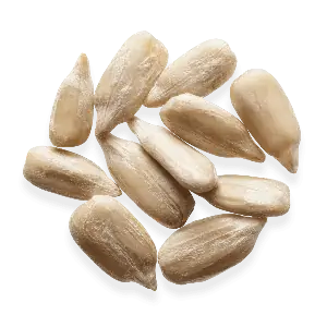 خط تولید مغز تخمه آفتابگردان