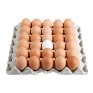 خط تولید شانه تخم مرغ