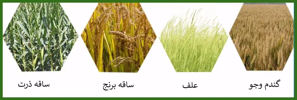 تصویر چند علوفه